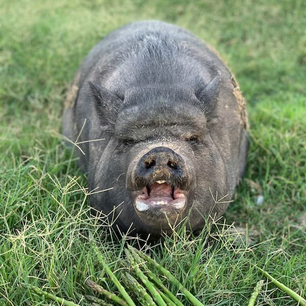 Pig in pasture
